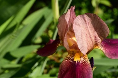 Bahçedeki gözü kapat. 