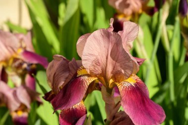 Bahçedeki gözü kapat. 