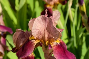 Bahçedeki gözü kapat. 