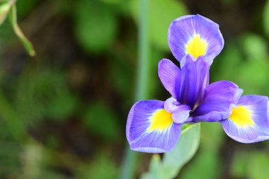 Bahçede açan güzel çiçeklerin yakın plan görüntüsü, çiçek arkaplanı.                      