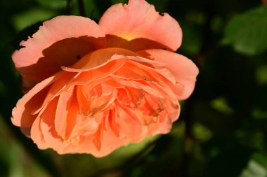 Güneşli bir günde, yaz bahçesinde büyüyen güzel bir gül. 