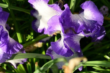 Bahçedeki güzel çiçekler