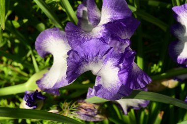 Bahçede büyüyen güzel çiçeklerin yakın çekim görüntüsü                         