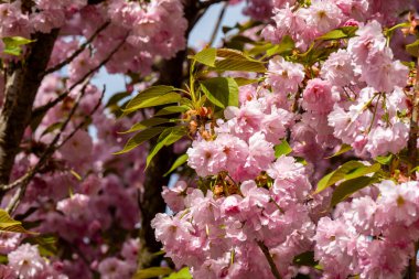bahar bahçesinde güzel çiçekaçan kiraz ağacı 