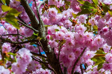 bahar bahçesinde güzel çiçekaçan kiraz ağacı 