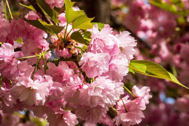 bahar bahçesinde güzel çiçekaçan kiraz ağacı 