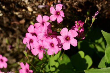 bahçede büyüyen güzel pembe çiçekler