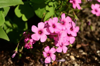 bahçede büyüyen güzel pembe çiçekler