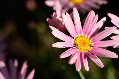 Kasımpatı çiçeği, kapat.
