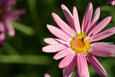 Kasımpatı çiçeği, kapat.