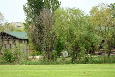 Yazın kırsalda yeşil ağaçlı güzel doğal manzara            