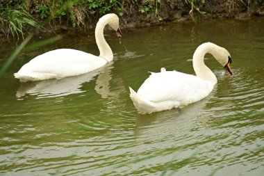 Beyaz gölette kuğu 