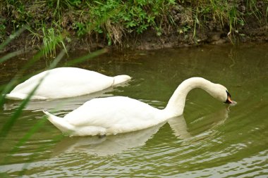 Beyaz gölette kuğu 