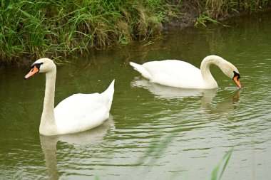 Beyaz gölette kuğu 