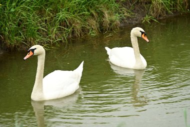 Beyaz gölette kuğu 