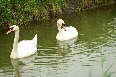 Beyaz gölette kuğu 