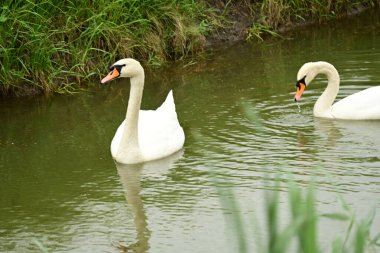 Beyaz gölette kuğu 
