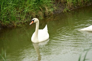 Beyaz gölette kuğu 