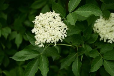 Bahçede büyüyen beyaz çiçekler
