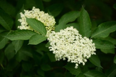 Bahçede büyüyen beyaz çiçekler