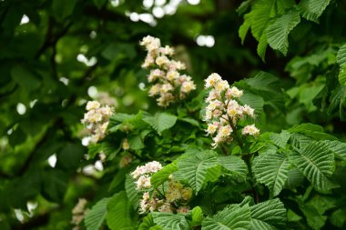Kestane ağacında yeşil yapraklar ve çiçekler