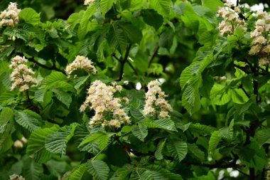 Kestane ağacında yeşil yapraklar ve çiçekler