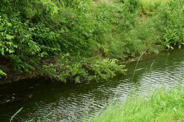 Yazın kırsalda yeşil ağaçlı güzel doğal manzara            