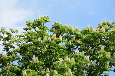 Beyaz çiçekli ağaç