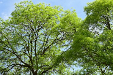 Parkta büyüyen yeşil ağaçlar, bitki örtüsü