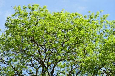 Parkta büyüyen yeşil ağaçlar, bitki örtüsü