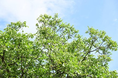 Parkta büyüyen yeşil ağaçlar, bitki örtüsü