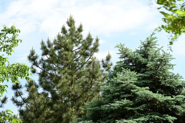 Parkta büyüyen yeşil ağaçlar, bitki örtüsü