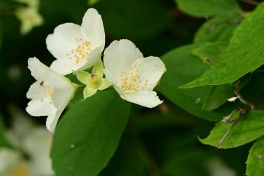 İlkbaharda yasemin çalılarının güzel çiçekleri 