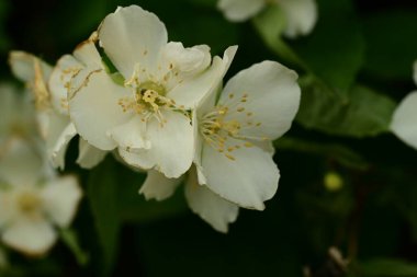 İlkbaharda yasemin çalılarının güzel çiçekleri 