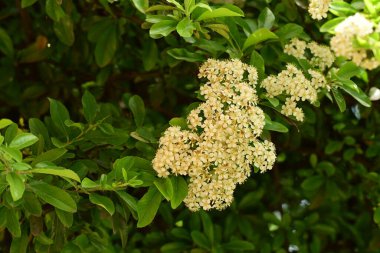 Bahçede büyüyen güzel çiçeklerin yakın çekim görüntüsü                         