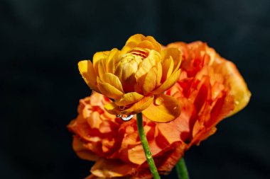 Saman Çiçeği, kapat 