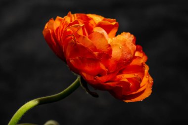 Saman Çiçeği, kapat 