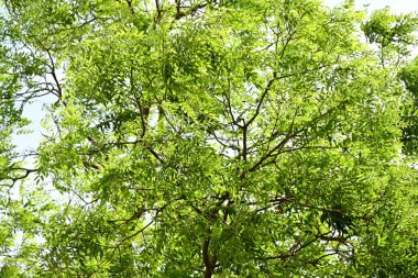 Parkta büyüyen yeşil ağaçlar, bitki örtüsü