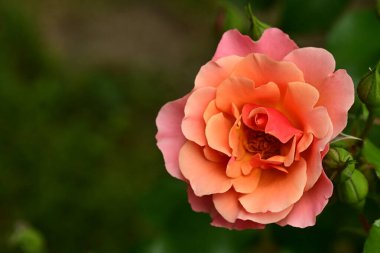 Bahçede güzel bir gül 