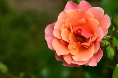 Bahçede güzel bir gül 