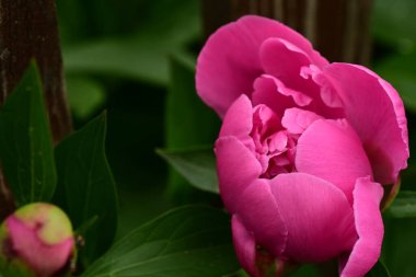 bahçede büyüyen güzel pembe çiçekler