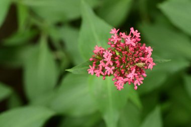 bahçede büyüyen güzel pembe çiçekler