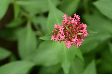 bahçede büyüyen güzel pembe çiçekler