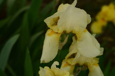Bahçedeki güzel iris çiçekleri