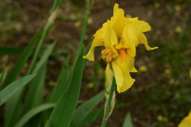 Bahçedeki güzel iris çiçekleri