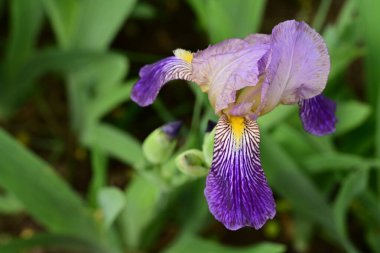 Bahçedeki güzel iris çiçekleri