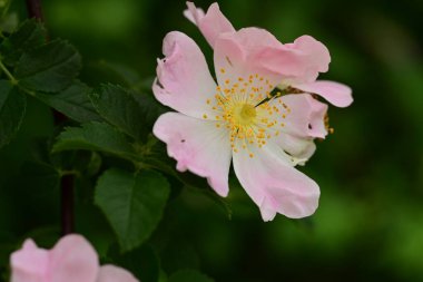 Yeşil yapraklı pembe çiçek.