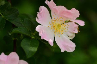 Yeşil yapraklı pembe çiçek.