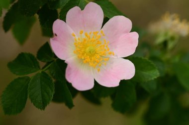 Yeşil yapraklı pembe çiçek.