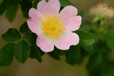 Yeşil yapraklı pembe çiçek.